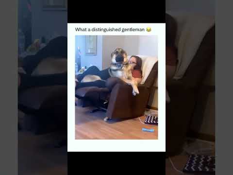 Funny Animals part7  #funny #funnyvideo #cute #animals