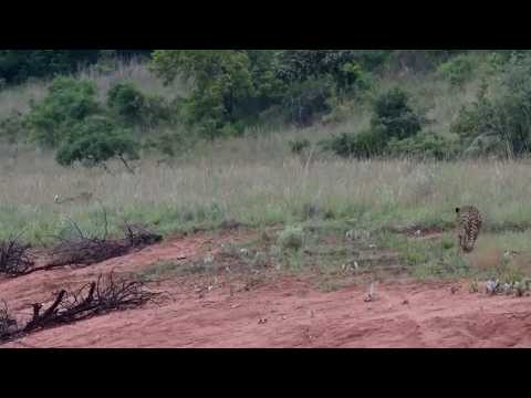 Cheetah mom has to confront a bigger cat who wants to eat her cubs