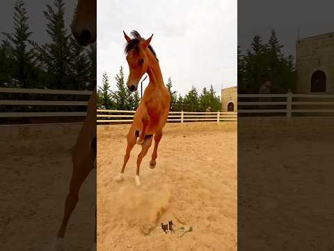 #horse ماشاءالله #stallion