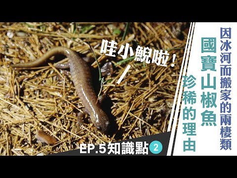 因冰河而搬家 國寶山椒魚珍稀的理由｜雲端裡的49天｜第五集知識點#2 - YouTube