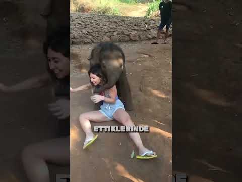 Yavruları Üzülmesin Diye AYAKTA Veda Etti 🐘