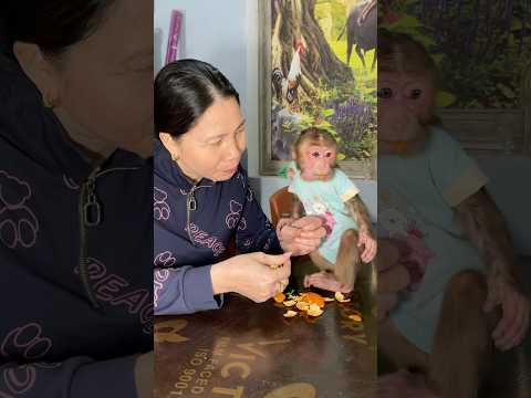 #cute #cutepets #monkey #cutemonkey #babymonkey #monkeydluffy #trendingshorts #animals #relax #baby