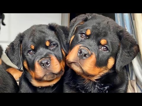 عصابة الكلاب و القطط"  | روت وايلر.. rottweiler