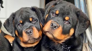 عصابة الكلاب و القطط"  | روت وايلر.. rottweiler