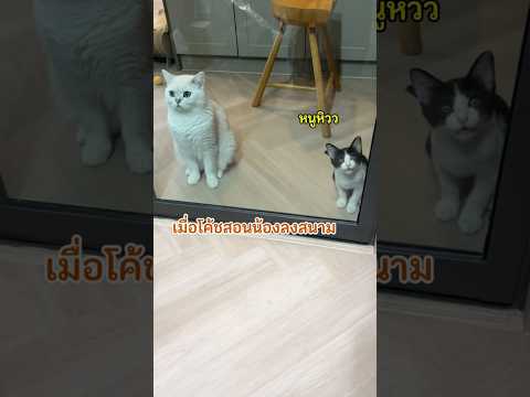 เมื่อหัวหน้าแก๊งซอยห๊าา สอนลูกกระจ๊อกปล้นเสบียง 🤣 #คิมบับครับผม #ครอบครัวคิมบับ #แมว