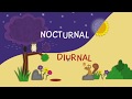 Diurnal and Nocturnal Animals