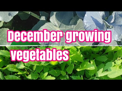 December growing vegetables