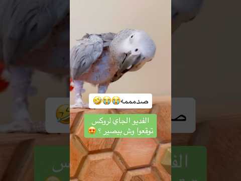 ببغاء ذكر او انثى #ببغاء #ببغاء_يتكلم #يوميات #اكسبلور