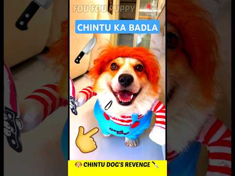 चिंटू डॉगी बदला लेगा 🔪 Dog's Revenge Time Superfast 🐶 Funny dogs reactions #funnydog #bhoot #dog