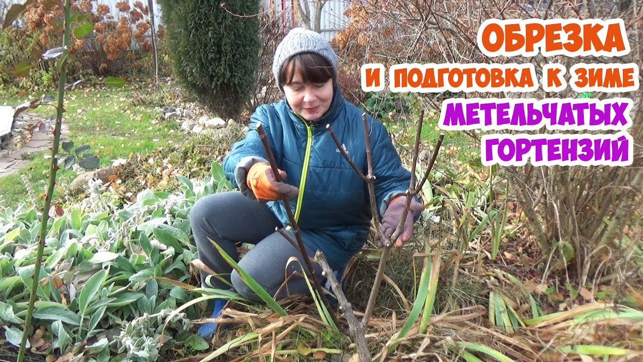 Обрезка и мульчирование на зиму метельчатых гортензий. 100% перезимуют и зацветут!