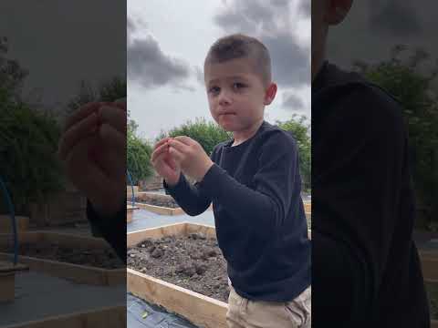 Strawberry taste testing at the allotment #allotmentgardeninguk #growyourownfood #🍓#allotmentvlog