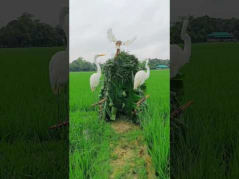 Cercador de schei bianchi🦩🦩🦩🙀#vietnam #indonesia