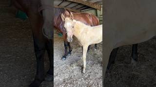 Working on a horse farm🥰 #shorts #horse #equine