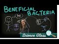 Bacteria Interactions with Tube Worms