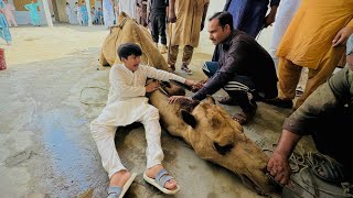 Camel 🐪 Qurbani 😳 || Eid First day || Ali ny Kasaiyo se larai kr li 🥺 ||