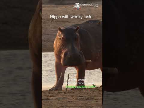 Hippo Wonky Tusk 🦛 #wildlife #shorts