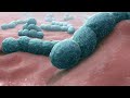 Microbiology Concepts and Discoveries