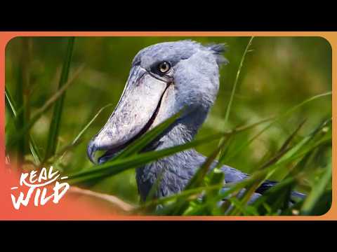The Incredible Animals Living Along The World’s Longest River