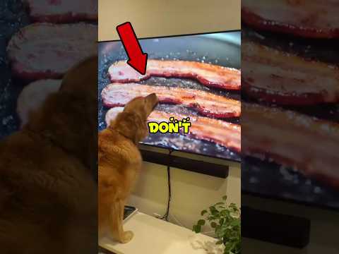 Dogs watching TV🤣 #dog #funny #pets
