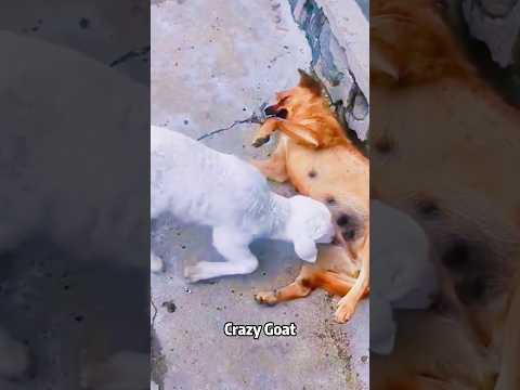 Crazy Goat #foryou #funny #animallife #funnyanimal #animals