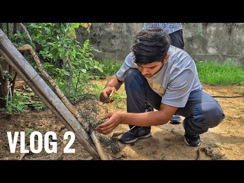 धामण साँप को मरने से बचाया  Snake Rescue from Net