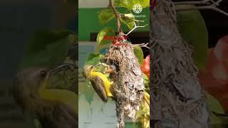 sunbird, sogok ontong yang eksotik