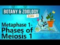 Meiosis and Chromosome Behavior