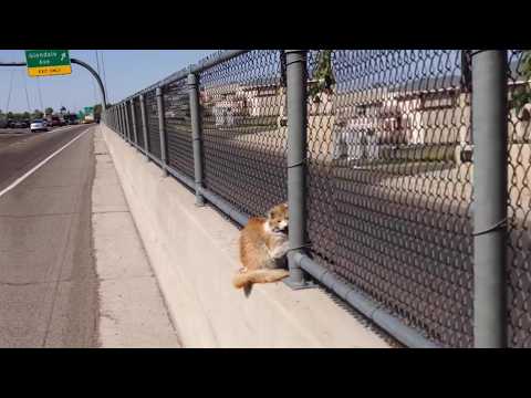 A brave man risked his life to save a crying cat, trembling with fear in the middle of the freeway!