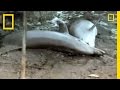 Bottlenose Dolphins and Their Hunting Techniques