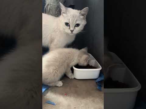 best cute &funny😂🤣 animal video  of 2025-Mr bear🐱🐕🐹😄😅🤩