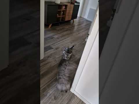 Sonntag morgen mit Katzen