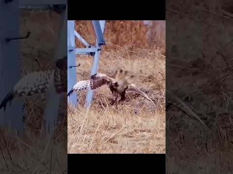 Shikra attacked on eagle #shorts #birds #birdslover
