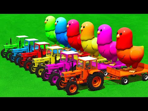 LOAD & TRANSPORT GIANT CHICKENS & PLOWING WITH FIAT TRACTORS - Farming Simulator 25