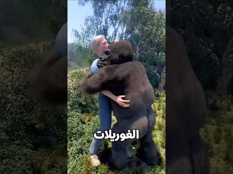 وفاء الغوريلا بعد عشر سنين 🦍❤️