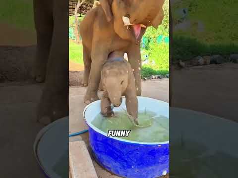 Baby elephant taking a bath #animals #funnyanimal #funny #cute #elephant