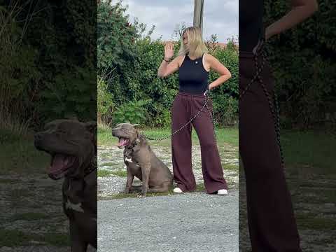 Pov : quand ton chien est stable