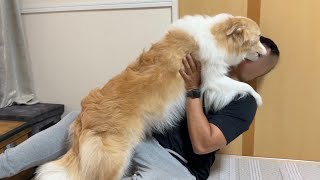 1週間ぶりの再会で犬が号泣する姿をみて、涙が溢れました...【ボーダーコリー・ゴールデンレトリバー】