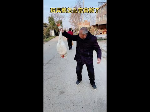 How did the toy goose become a real goose.