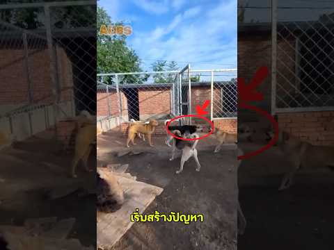 ตัวเดียวที่หยุดความวุ่นวายทั้งฝูงได้..อำนาจของตัวจริง!!😳😳#คลายเครียด #videoviral #สัตว์โลกน่ารัก