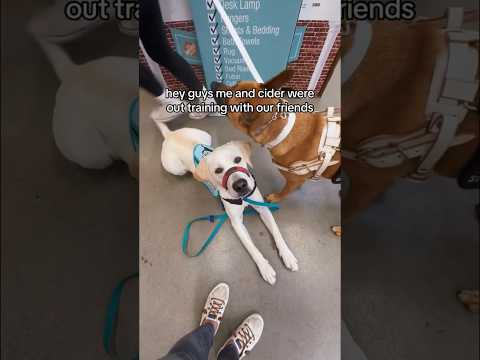 Emergency room issues with my service dog. #servicedog #sdit #dogtraining #youtubeshorts #shorts