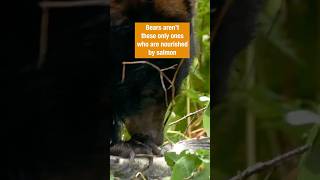 Salmon Feed Much More Than Just Bears | #DeepLook #Shorts