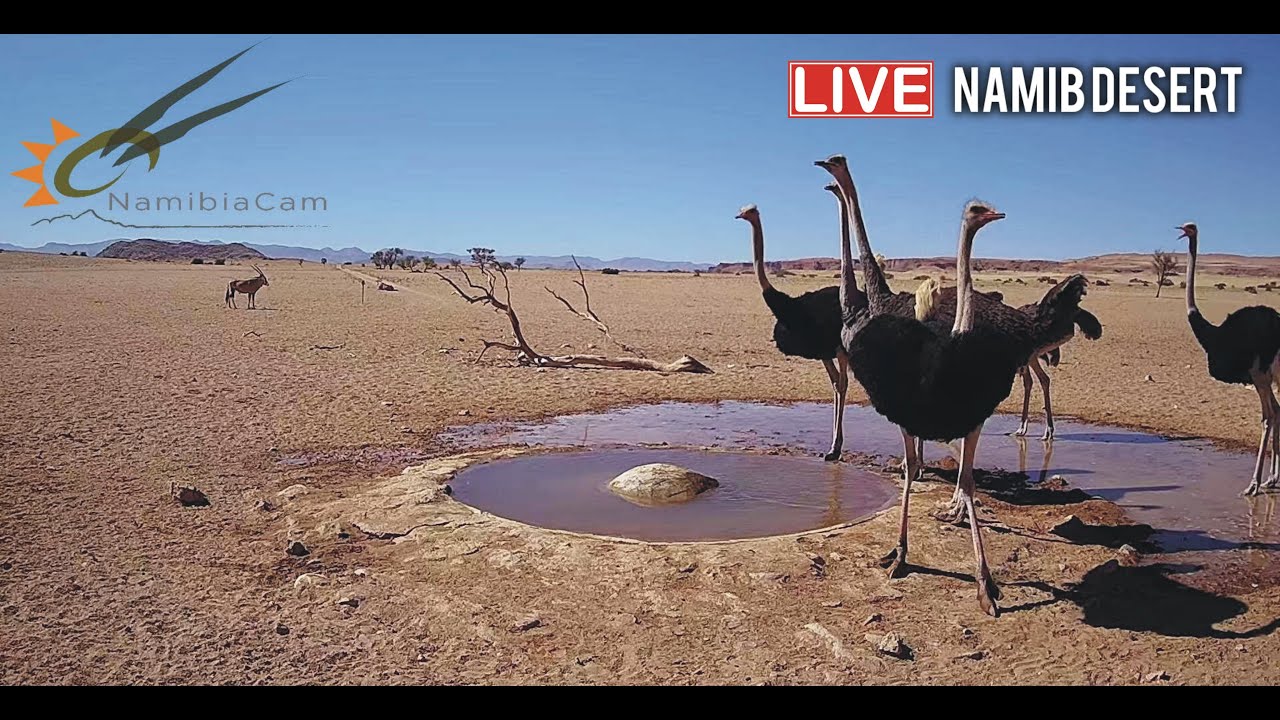 Livestreaming – Gondwana, Namibia