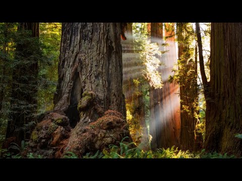 dati/mainpagelinks/Climate Overshoot forestry ecology Canada kauri