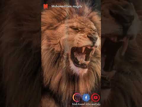 قصة الاسد التنزاني المصاب اللي قابل الدكتور البيطري اللي عالجه من 9 سنين