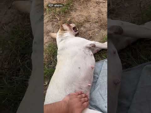 Most brave dog || #dog #dogshorts #viral #youtubeshorts #shorts