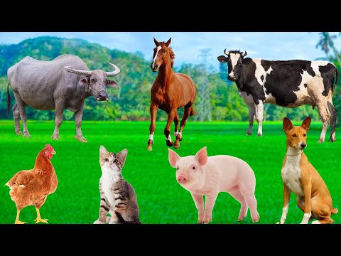 Farm Animal Sleep - Cows, Chickens, Goats, Buffaloes, Ducks, Pigs - Familiar Animals
