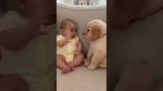 “Golden Retriever Puppy Nose-Kisses Baby | Cutest Baby & Puppy Stare Down 😍🐶👶”