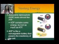 ATP and Photosynthesis Concepts