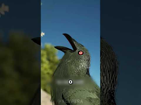Por que as aves engolem pedras? 🤯
