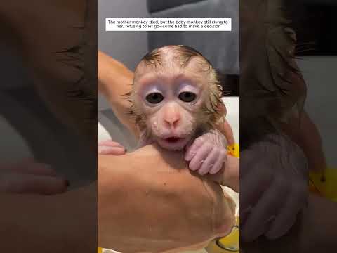 A man love for an orphaned baby monkey after its mother’s passing #monkey #shortvideo #animalshorts